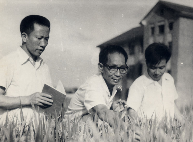 1572922206464060135.jpg 杂交水稻三人组(左尹华奇、中袁隆平、右李必湖).jpg